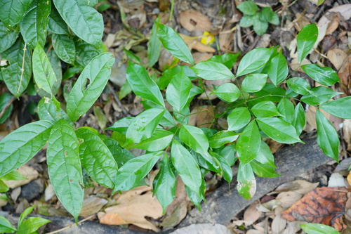 Archidendron lucidum iNat (2)