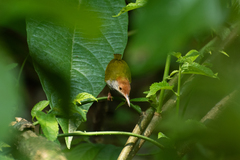 Orthotomus atrogularis