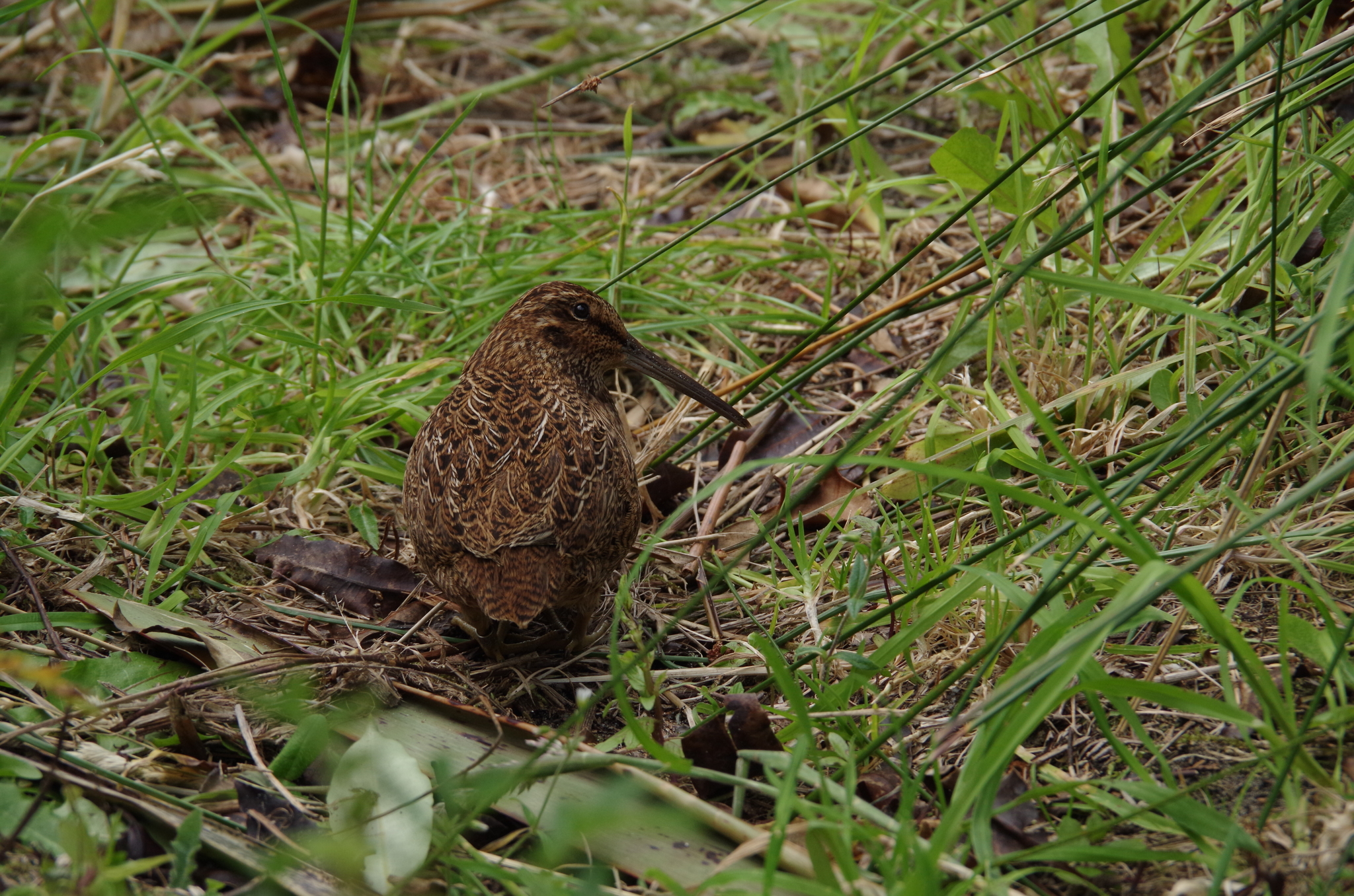 Snares Snipe (Coenocorypha huegeli), photo 2