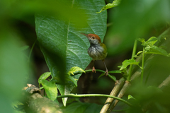 Orthotomus atrogularis