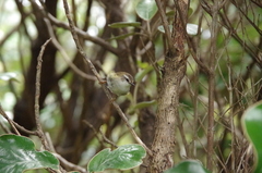 Acanthisitta chloris