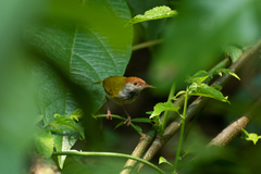 Orthotomus atrogularis