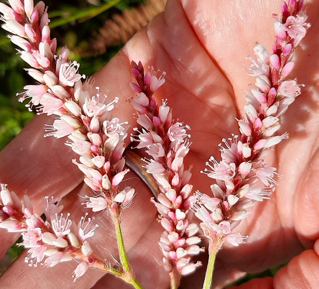 Bristly Snakeroot from Garden Route Botanical Garden, George, 6529 ...