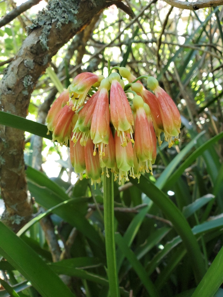 Bush Lily In January 2024 By Craig Peter INaturalist   Large 