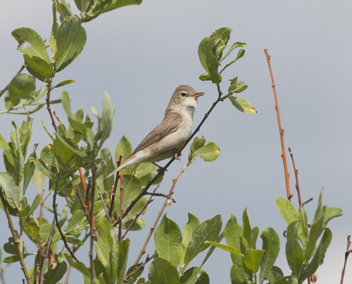 Zarcero escita (Iduna caligata)