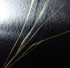 Microlaena stipoides