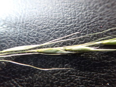 Microlaena stipoides