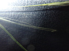 Microlaena stipoides