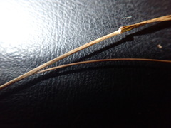 Microlaena stipoides