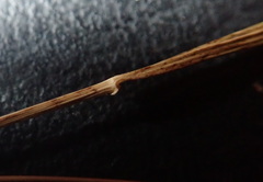 Microlaena stipoides