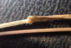 Microlaena stipoides