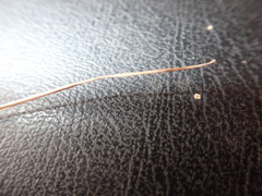 Microlaena stipoides