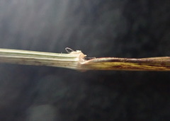 Microlaena stipoides