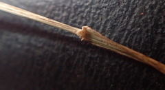 Microlaena stipoides