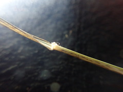 Microlaena stipoides