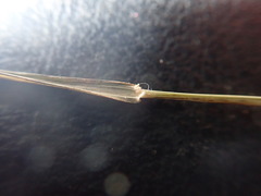 Microlaena stipoides