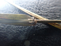 Microlaena stipoides