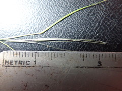 Microlaena stipoides