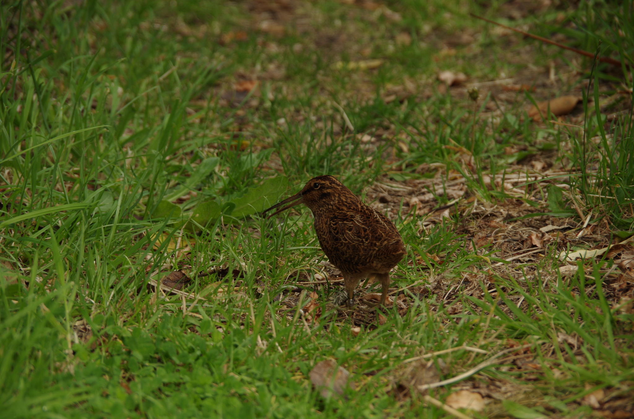 Snares Snipe (Coenocorypha huegeli), photo 1