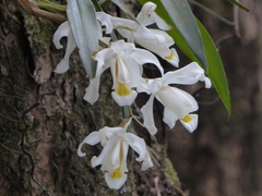 Coelogyne cristata