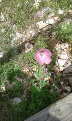 Papaver gracile