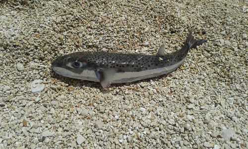Lagocephalus sceleratus