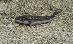 Lagocephalus sceleratus