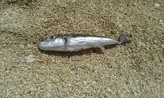 Lagocephalus sceleratus