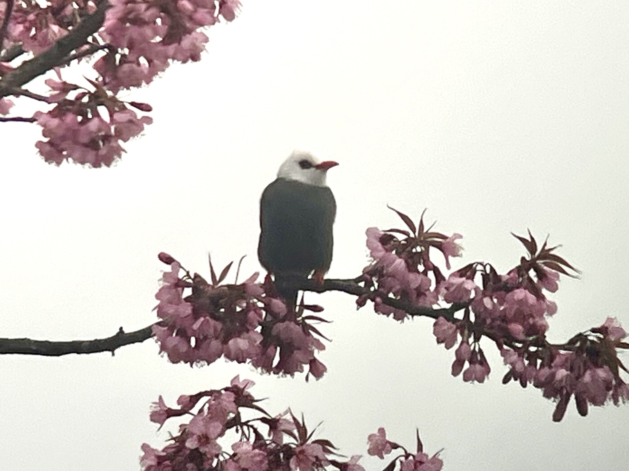 White-headed Bulbul
