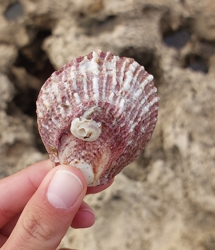 Spondylus spinosus