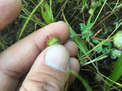 Trifolium barbigerum