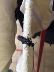 Hymenoptera