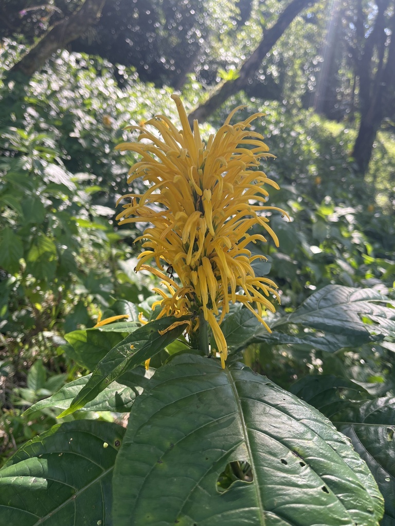 Foto de Chuva-de-ouro