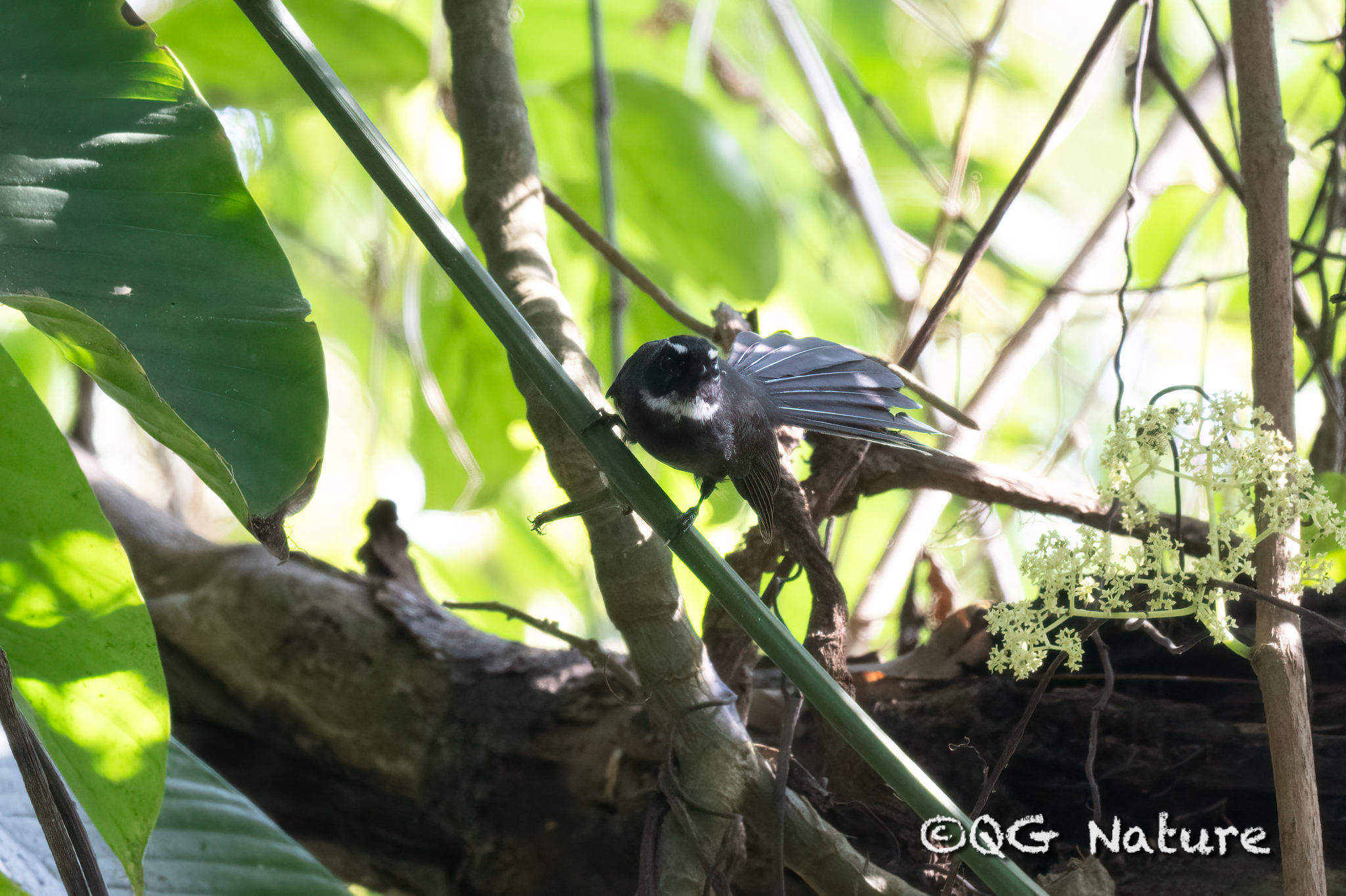 White-throated Fantail