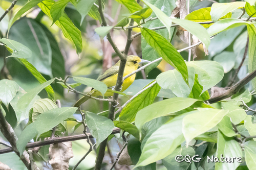 Great Iora (Aegithina lafresnayei)