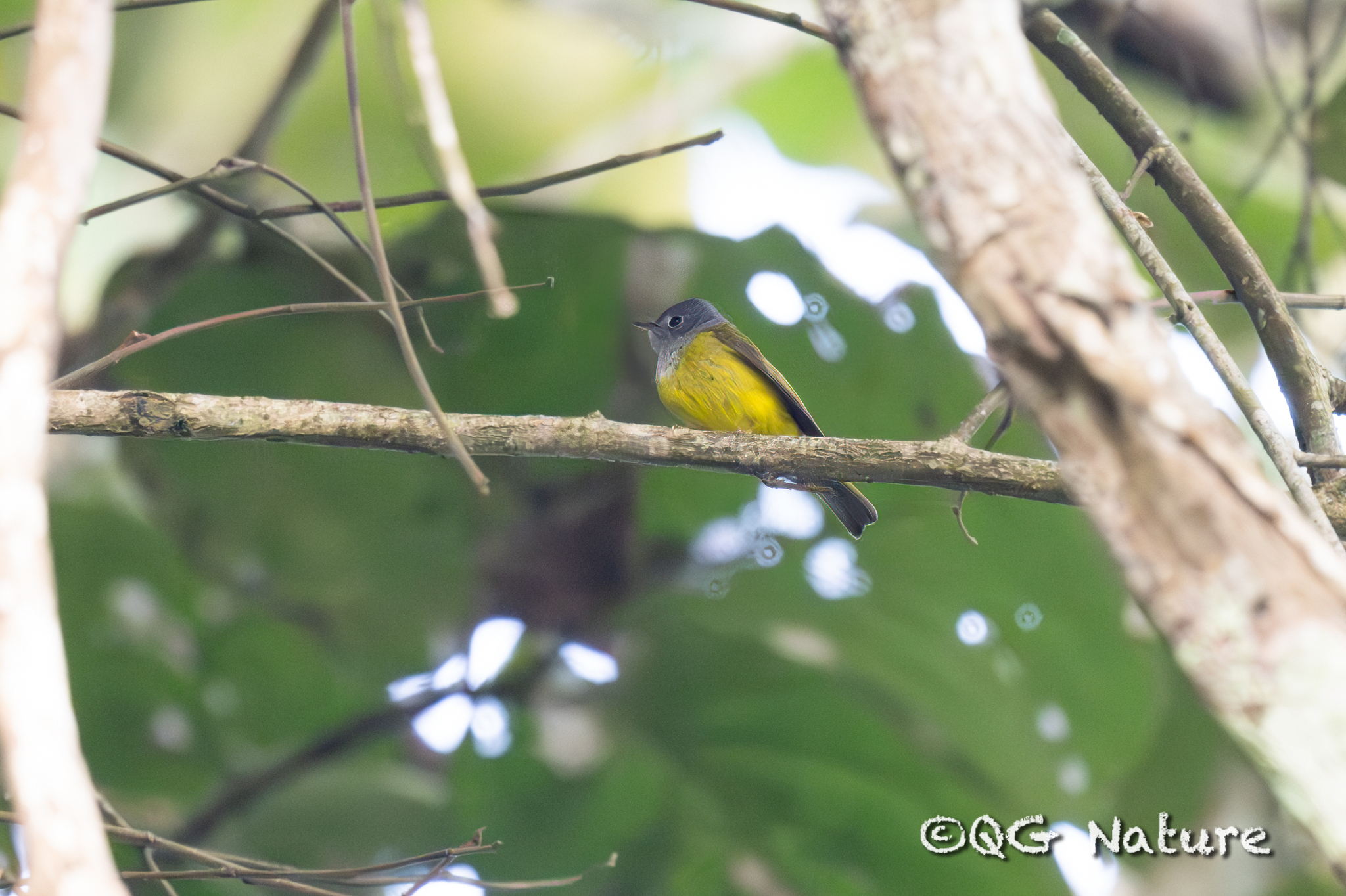 Grey-headed Canary-flycatcher