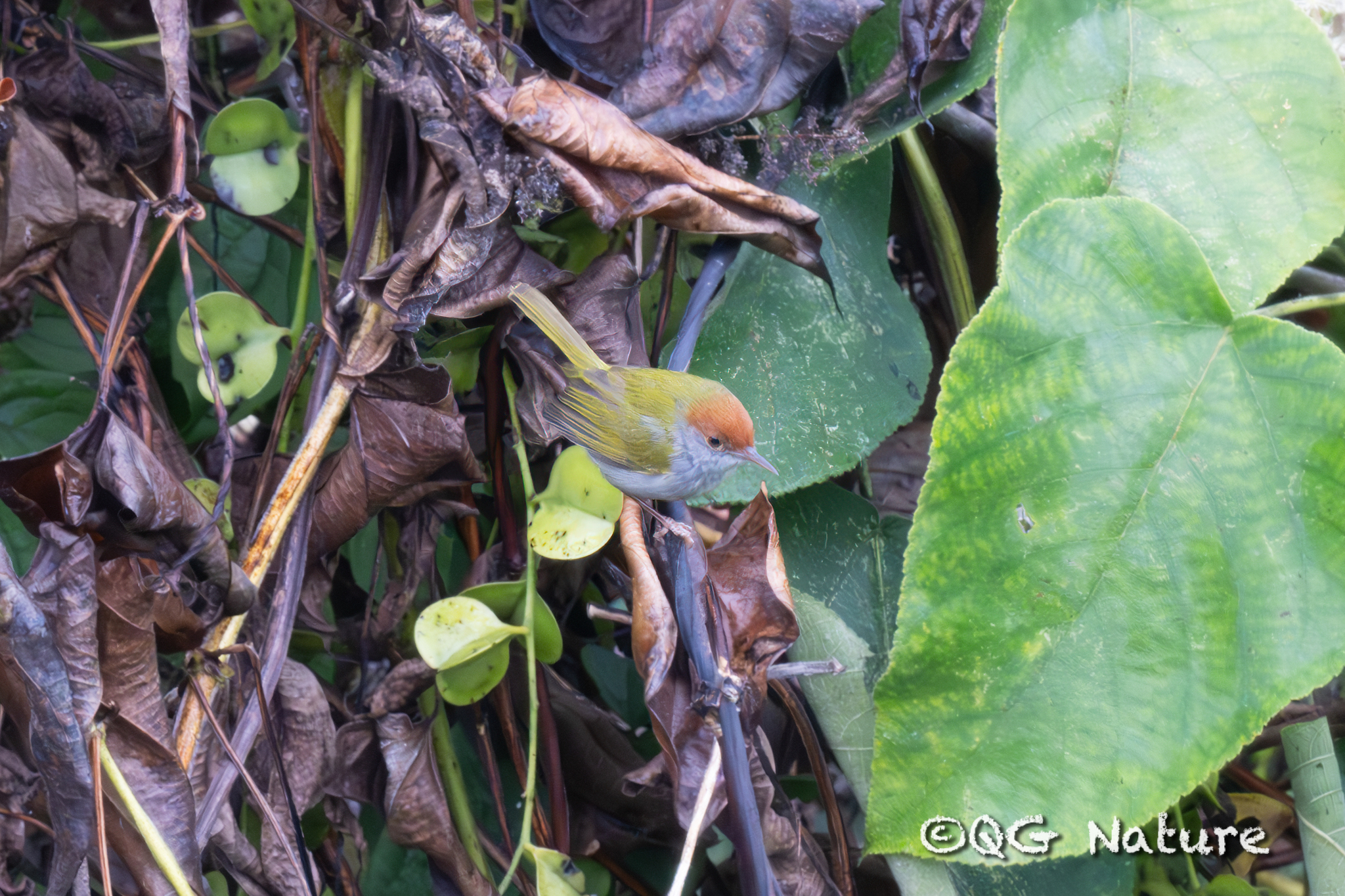 Dark-necked Tailorbird