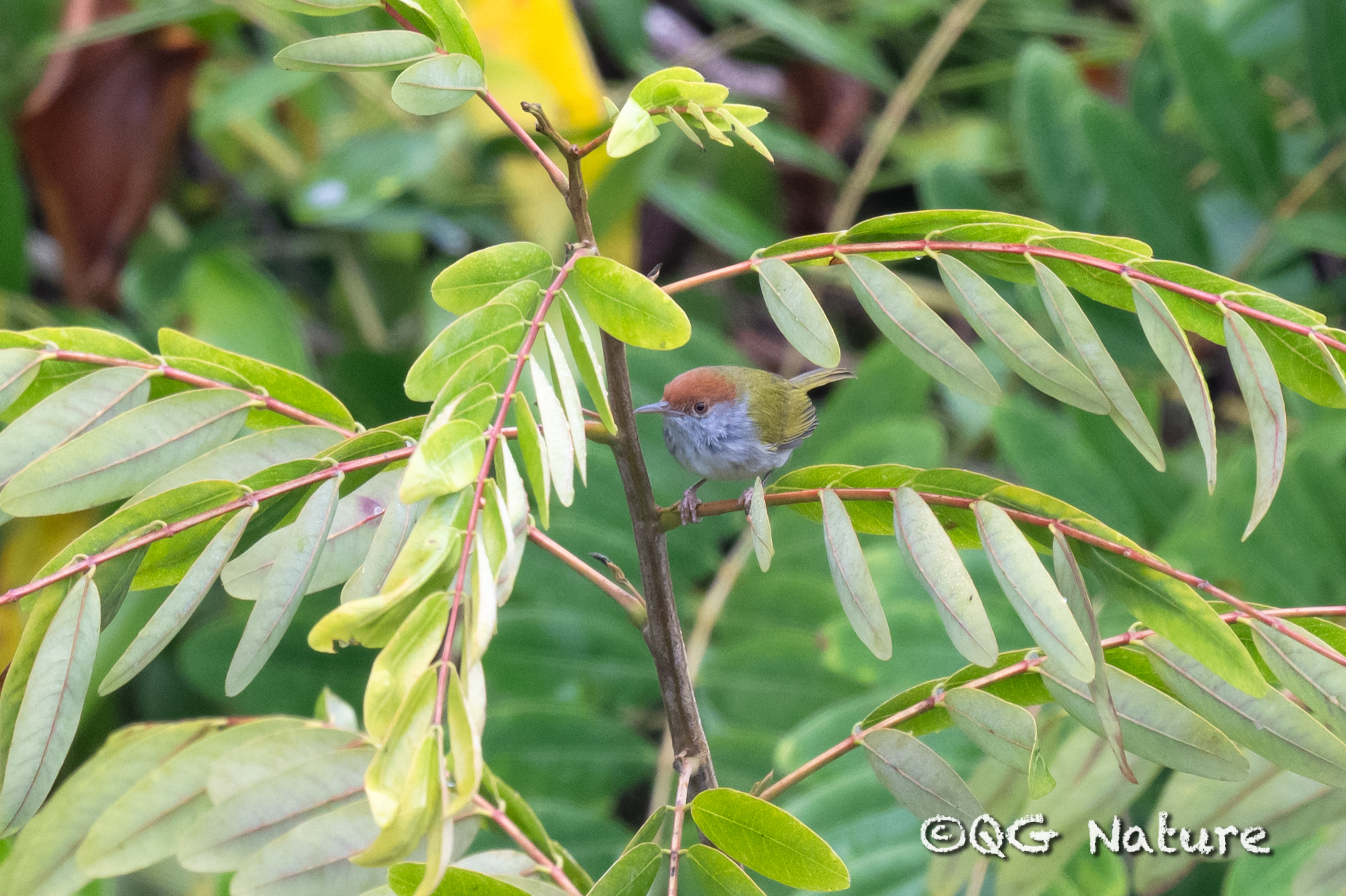 Dark-necked Tailorbird