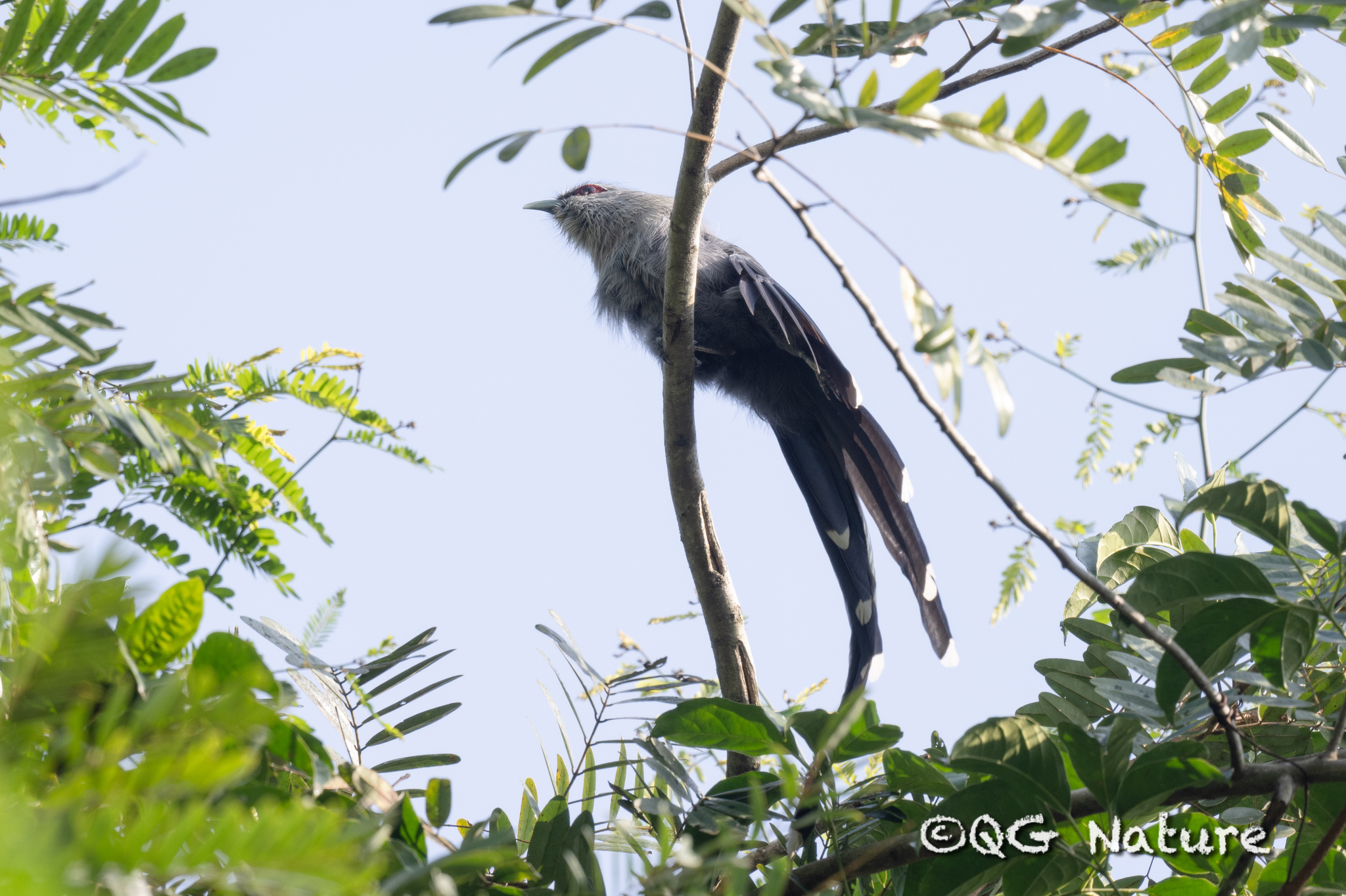 Green-billed Malkoha