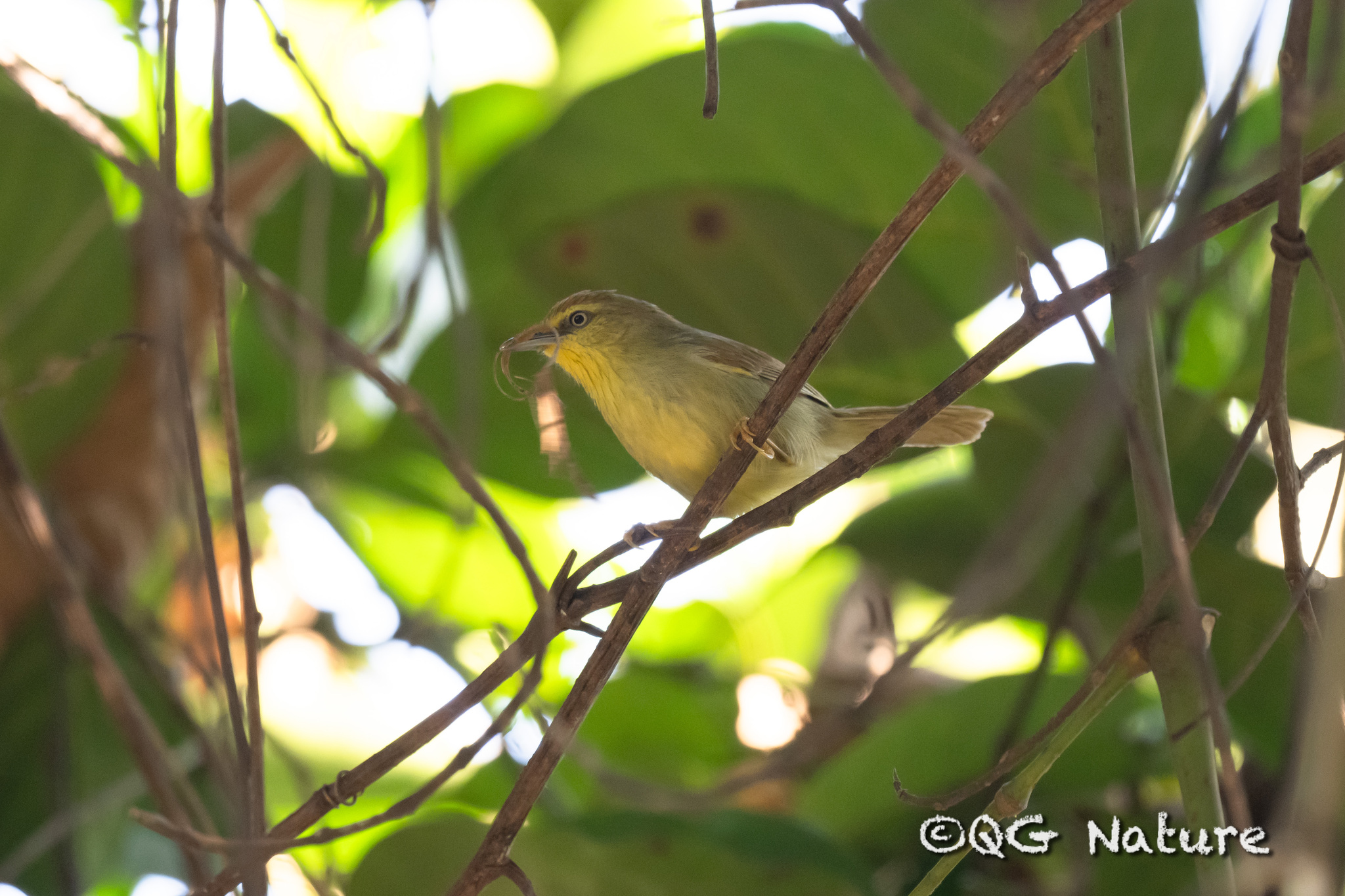 Pin-striped Tit-Babbler