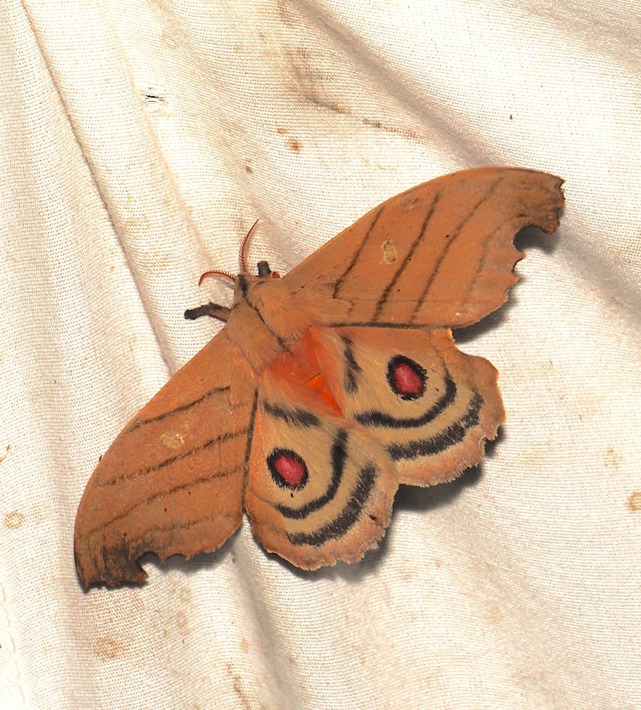 Hyperchiria plicata