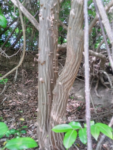 Red Bean Tree