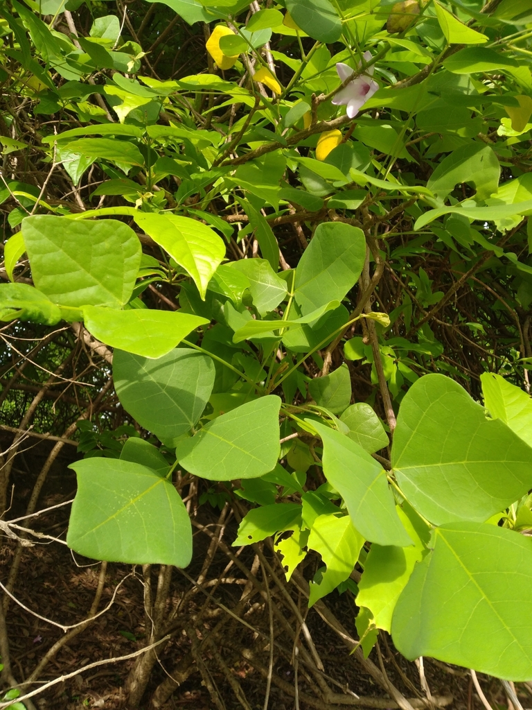 Red Bean Tree