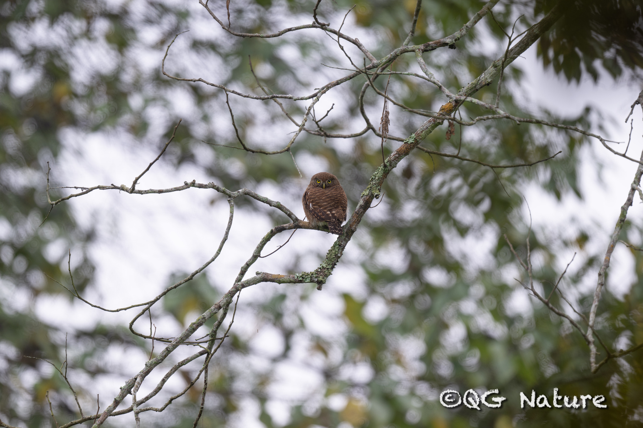 Asian Barred Owlet