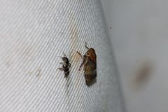 Drabescus