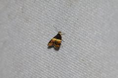 Choreutis xanthogramma