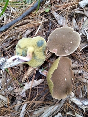 Xerocomellus cisalpinus