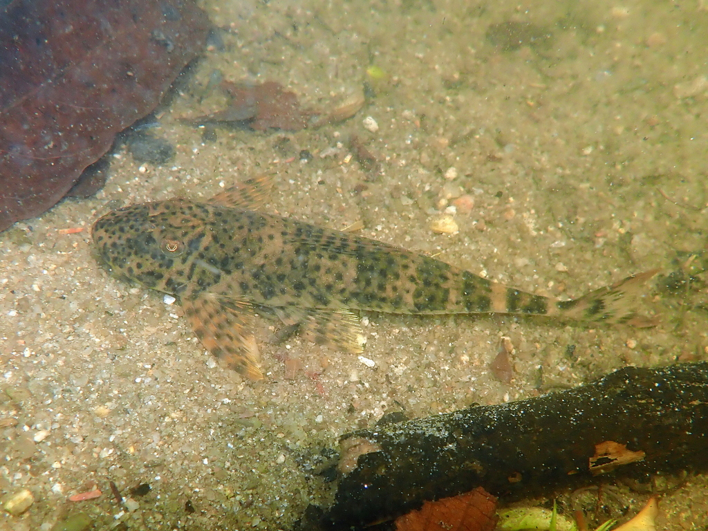 Spotted whiptail (Harttia punctata) — Loricariidae