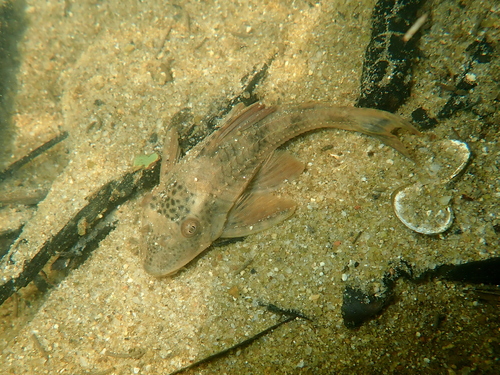 Erica's pleco (Hypostomus ericae) — Loricariidae