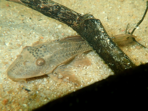 Erica's pleco (Hypostomus ericae) — Loricariidae
